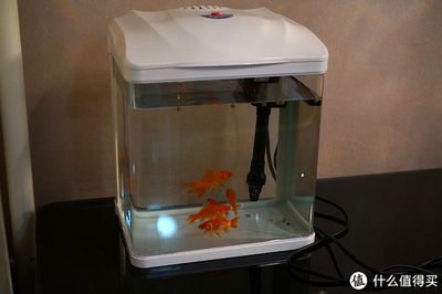 森森的水族箱怎么樣 森森魚缸