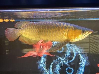 龍魚(yú)身上有血印怎么辦 龍魚(yú)百科