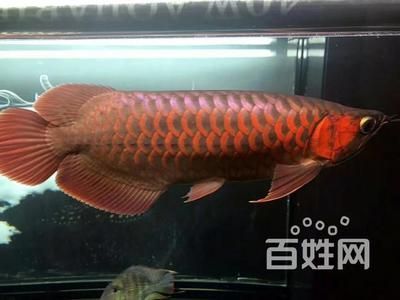 金龍魚能空運(yùn)嗎