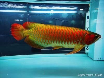 龍魚的水位 龍魚百科 第3張