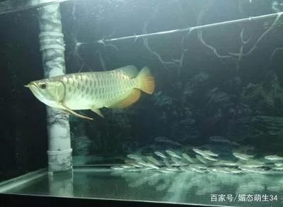 龍魚的水位 龍魚百科 第1張