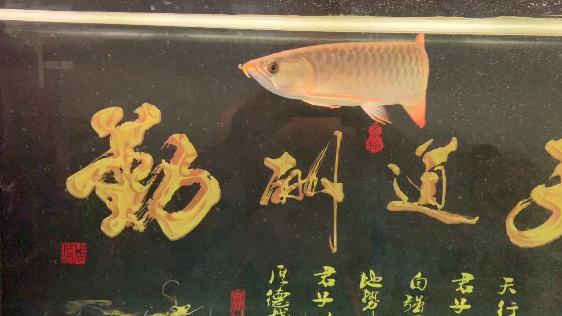 終于上狀態(tài)了 觀賞魚論壇