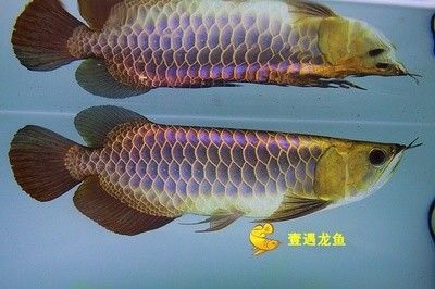 龍魚燒須能恢復么 龍魚百科