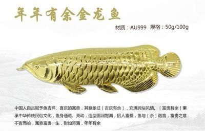 金龍魚的寓意象征 龍魚百科