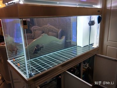 森森超白魚缸是金晶玻璃嗎 森森魚缸