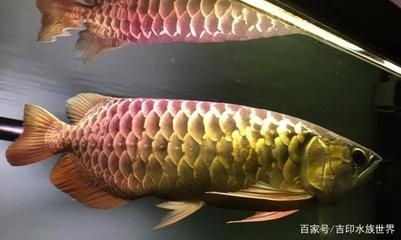 金龍魚最佳水溫幾度 龍魚百科 第3張