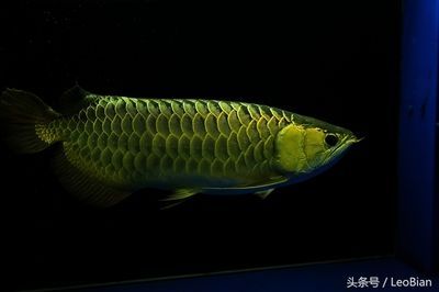 金龍魚魚場 龍魚百科 第3張