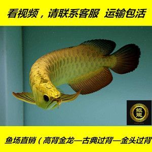 金龍魚魚場 龍魚百科 第2張