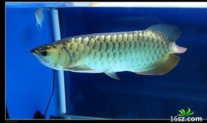 龍魚狀態(tài)不好沒食欲怎么調(diào)理呢吃什么藥最好 龍魚百科 第2張