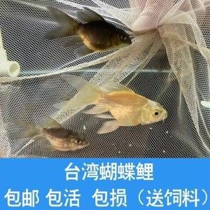 龍魚(yú)混養(yǎng)蝴蝶鯉好看嗎 龍魚(yú)百科 第2張