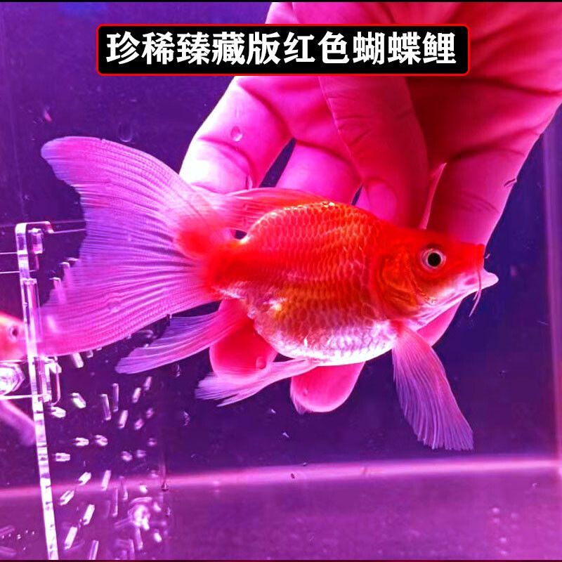 龍魚(yú)混養(yǎng)蝴蝶鯉好看嗎 龍魚(yú)百科 第1張