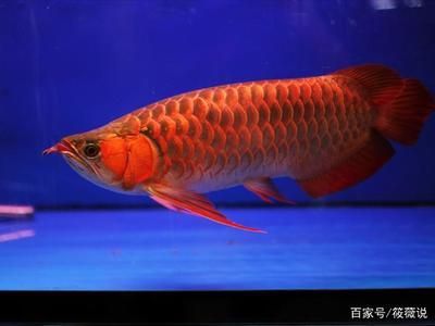 紅龍魚小時(shí)候什么樣的 龍魚百科 第3張