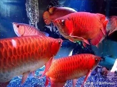 龍魚能喂活食嗎為什么會死 龍魚百科