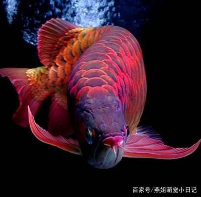 辣椒金龍魚多少錢