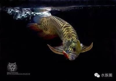 龍魚黑背怎么治療 龍魚百科