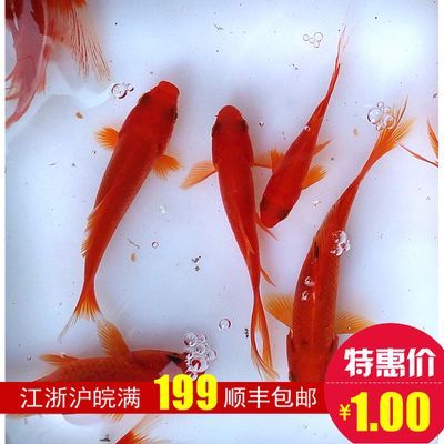 龍魚(yú)可以跟錦鯉魚(yú)混養(yǎng)嗎