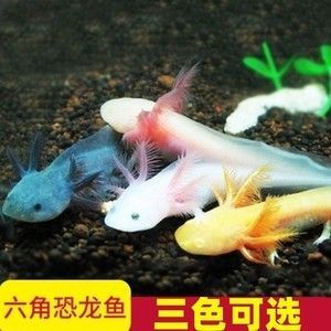 成年龍魚會(huì)咬小龍魚嗎