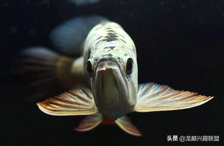 金龍魚怎么慢養(yǎng)