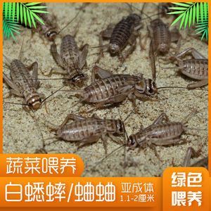 金龍魚吃什么昆蟲好 龍魚百科 第3張