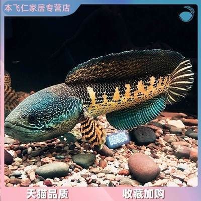 彩虹雷龍魚苗