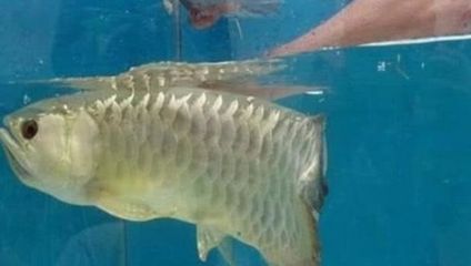 金龍魚區(qū)分品種示意圖