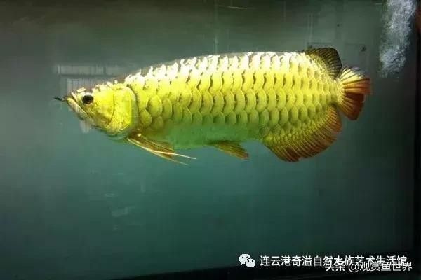 龍魚所有品種