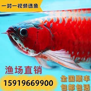 金龍魚漁場排名前十 龍魚百科 第1張