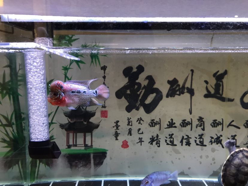 挺和諧，感覺混養(yǎng)成功了 觀賞魚論壇 第4張