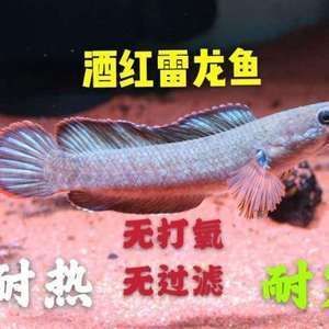 奶茶雷龍魚公母區(qū)分