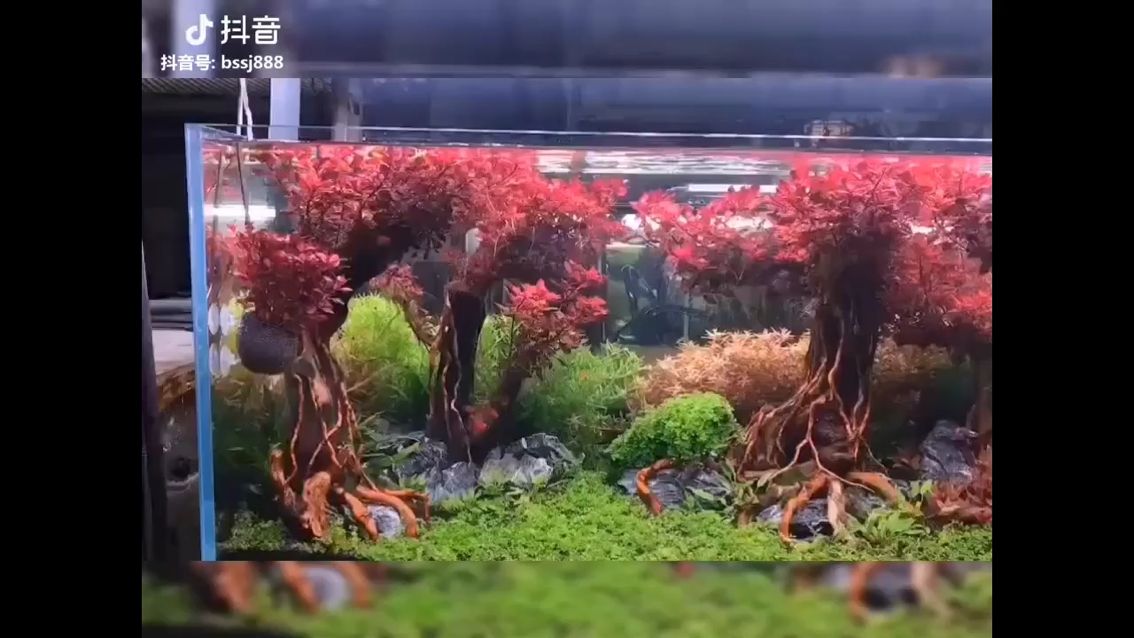 水草造景的本質(zhì)是這樣的 觀賞魚(yú)論壇 第1張