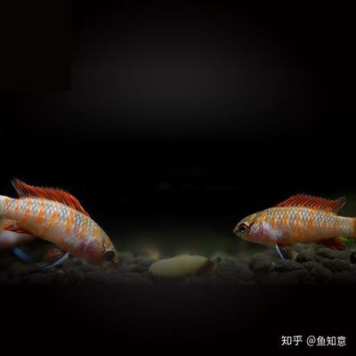 火焰變色龍魚變色的條件