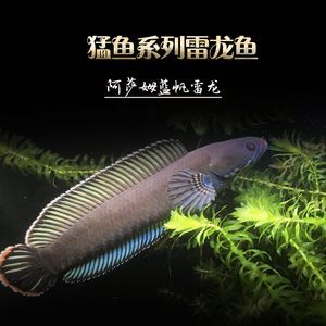 奶茶雷龍魚溫度