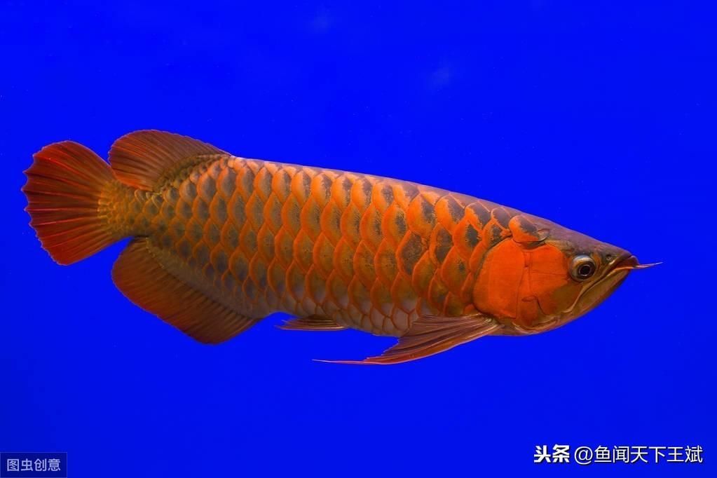 龍魚幾天不吃食是什么原因 龍魚百科 第3張