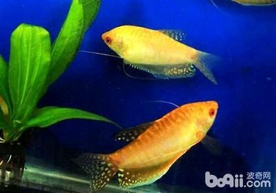 龍魚(yú)家養(yǎng)能活多少年壽命 龍魚(yú)百科 第2張