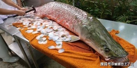 巨骨舌魚與金龍魚區(qū)別 龍魚百科 第3張