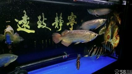 金龍魚貴還是紅金龍貴啊多少錢 龍魚百科 第3張