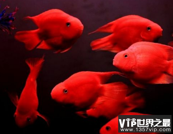 紅龍魚排行榜第幾名 龍魚百科 第2張