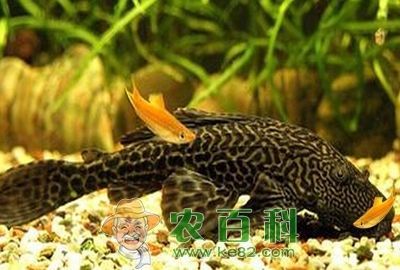 龍魚吃了清道夫后不吃食怎么辦