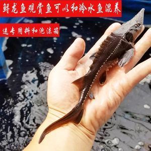 龍魚吃了清道夫后不吃食怎么辦