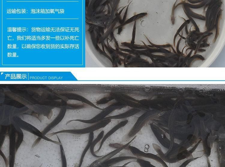 龍魚喂養(yǎng)魚干好不好