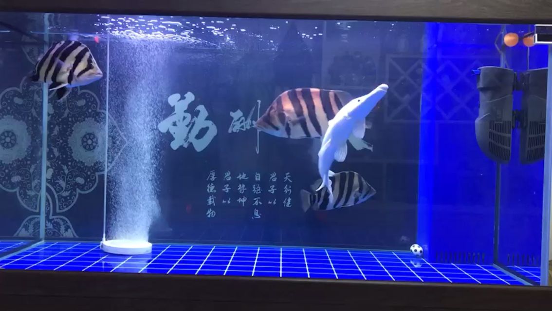 就缺條龍 觀賞魚論壇