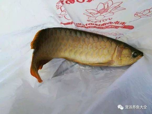 養(yǎng)了多年的龍魚死了什么原因 龍魚百科 第2張