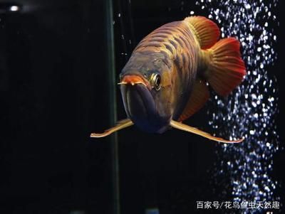 養(yǎng)了多年的龍魚死了什么原因 龍魚百科 第1張