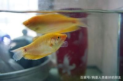 龍魚水溫多少度最好養(yǎng)活一點(diǎn) 龍魚百科