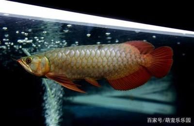 龍魚(yú)養(yǎng)三條會(huì)打架嗎為什么