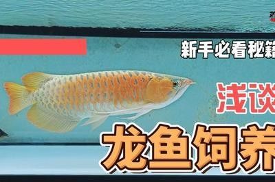 龍魚飼養(yǎng)條件要求 龍魚百科