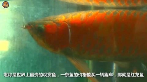 紅龍魚(yú)喂養(yǎng)方法和技巧圖解 龍魚(yú)百科 第2張