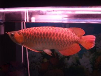 辣椒紅龍魚(yú)幼苗圖解