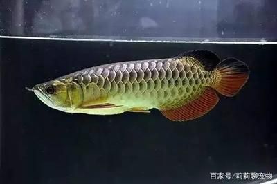 龍魚驚嚇撞缸掉鱗怎么辦