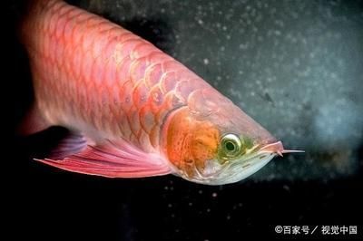 金龍魚 紅龍魚 區(qū)別 龍魚百科 第3張